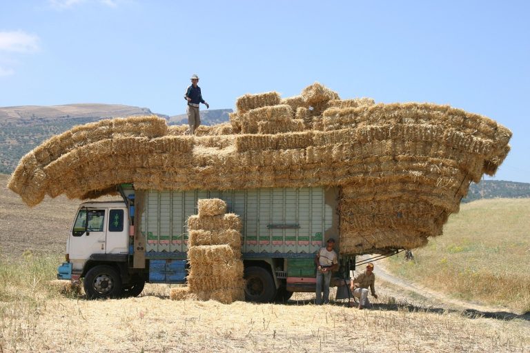 soiuri de cais