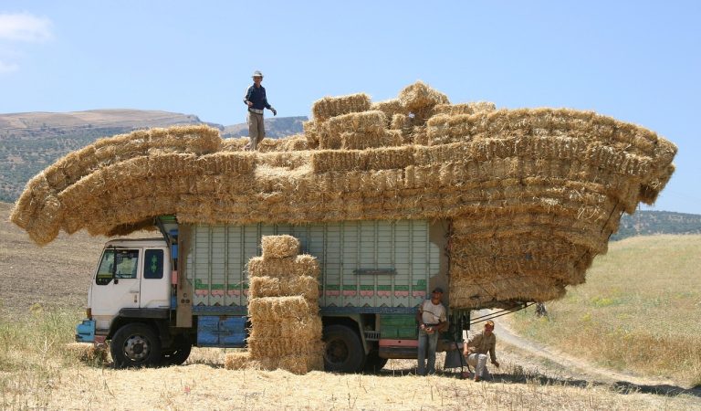Cele mai bune soiuri de piersici din Romania Cele mai bune soiuri de piersici din Romania
