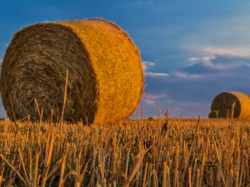 soiuri de prun rezistente la boli si daunatori