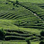 schema de plantare superintensiva la nuc