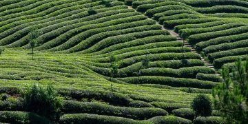 schema de plantare superintensiva la nuc