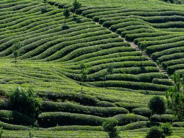 schema de plantare superintensiva la nuc