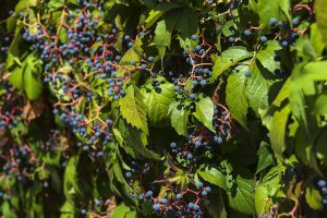 soiuri de struguri de masa