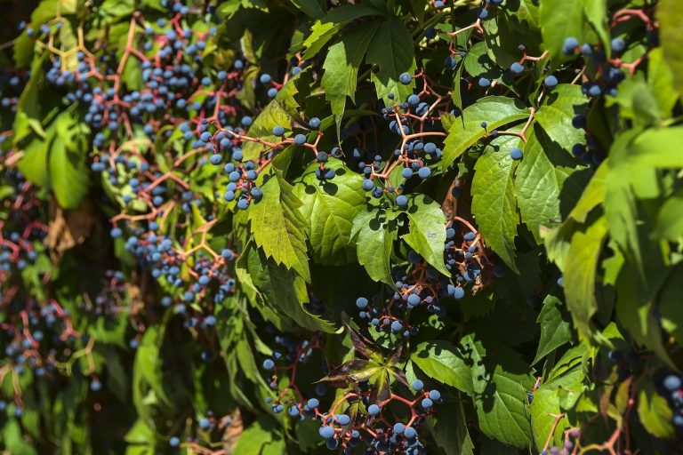 soiuri de struguri de masa