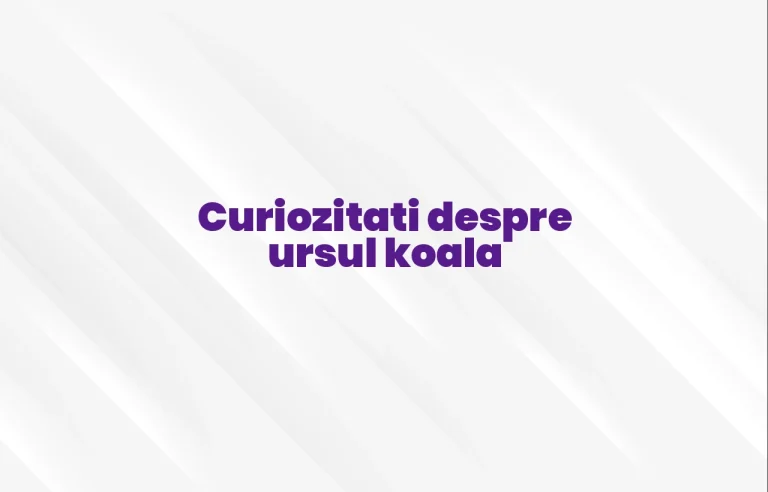 curiozitati despre ursul koala